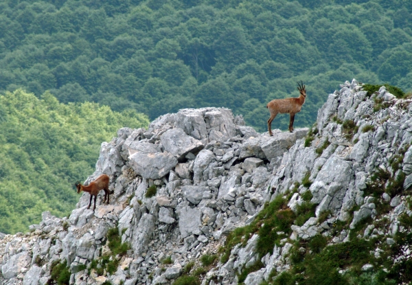 Camoscio d''Abruzzo Rupicapra pyrenaica ornata